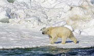 '알래스카서 북극곰 공격'…1살배기 아들과 엄마 사망
