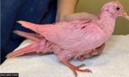 [영상] 美 뉴욕 도심에서 발견된 ‘핑크색’ 비둘기... ‘아기 성별 확인 파티’가 뭐라고…