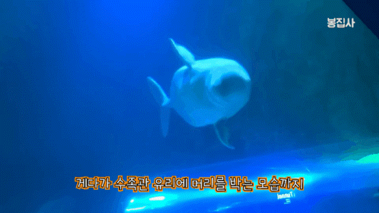 [영상] 얼룩말 세로처럼 ‘나홀로’…흰돌고래 벨라, 언제쯤 바다로?