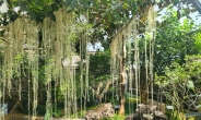 산림청,  숲의 옷, 지의류 정원 ‘Lichen Garden’ 개장