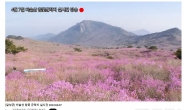 대구 달성군, 비슬산 참꽃 군락지 절경 '온라인 생중계'