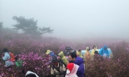 [포토뉴스]운무에 둘러싸인 대구 비슬산 참꽃 군락지 전경…등산객들 '탄성'