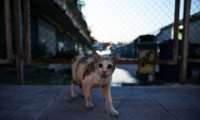 길고양이 많이 잡는 아이들에게 상금?...뉴질랜드 엽기 사냥대회