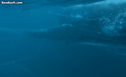 [영상] 그물에 걸린 고래, 구조 8시간만에 바다로 [나우,어스]