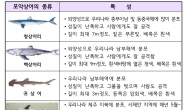 백상아리 출현…속초해수욕장 600m 그물망 설치