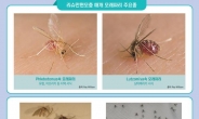 모래파리 물렸다가 감염…‘리슈만편모충증’ 2년만에 국내서 확인