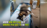 70㎝ 화살이 몸통을 관통…떠돌이 개 학대한 40대男 “닭장 덮쳐 악감정”