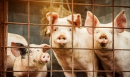 폭염에 취약한 돼지…“폐사위험 높아도 보험가입 36% 불과”
