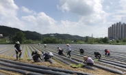 용인도시공사, 김장배추 모종이식 농가 일손 도와