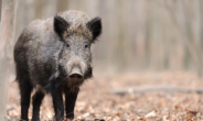 첨단 무인기 이용한 생태 분석으로 멧돼지 피해 막는다