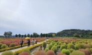 연천군 임진강 댑싸리 정원, ‘인생샷 명소’로 입소문