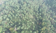 산림청, 우리가 키운 우수조림지 선정 발표