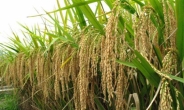 올해 쌀 생산량 370만t, 1.6%↓…벼 재배면적 역대 최소