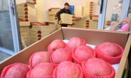 사과·배, 대형마트 판매량 ‘뚝’…고공행진에 지갑도 닫혔다