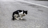 “누가 이런 짓을…” 인천에서 훼손된 길고양이 4마리 사체 발견