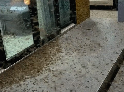 [영상] 호텔 노천탕 가득 채운 벌레 경악…“조명따라 질주”