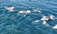 “안타까운 돌고래의 모정”…죽은 새끼 업고 다닌 어미 남방큰돌고래 발견