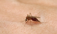 [김태열의 생생건강S펜] 백신 없는 '말라리아', “모기에 안 물리는 것이 최선”