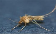 인천서 첫 일본뇌염 매개 모기 발견… 바이러스 ‘미검출’