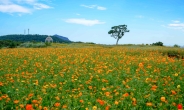 송악산 갈바람·새별오름 핑크뮬리..제주 가을, 바다와 밀당하다[함영훈의 멋·맛·쉼]