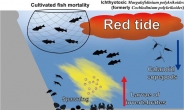“적조 발생은 골칫거리?” 아니었다…동물플랑크톤 증가효과↑