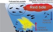 적조가 해양생태계 교란?...생물다양성 증가 기여