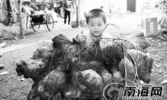 42kg 중국 ‘왕 고구마’ 화제