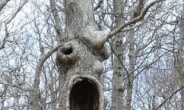 ‘특수분장 괴물?’ 세상에서 가장 기묘한 나무