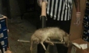미국 괴물 쥐 등장에 네티즌 ‘경악’…몸길이만 1미터?