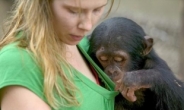 미녀 사육사 가슴 들춰보는 음흉한 아기 침팬지
