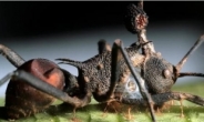 좀비 개미 막는 곰팡이 발견 ‘관심 집중’