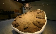 공룡알 둥지 화석 천연기념물로