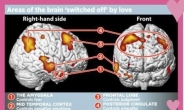 사랑에 빠진 사람 뇌 “판단능력 비활성화”
