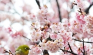 <포토뉴스> 일본의 입춘 풍경…“꽃과 새들의 합창”