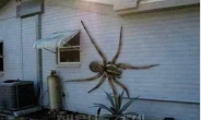 사람 크기 거미, “진짜야 가짜야?” 논란 분분