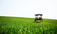 [테마있는 명소] 고창 청보리밭①--4월 어느 봄날 ‘초록추억’에 물들고 싶다