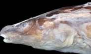 신종 전기 물고기 발견, “전기로 의사소통”…바다의 피카츄?