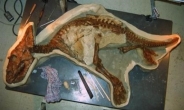 아기공룡 화석 발견, 7000만년 전 살았던 최연소 공룡…생김새가?