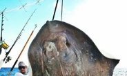 희귀 심해 가오리 포획, 362kg 괴물급…'깜짝'