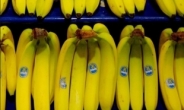바나나 형제기업(빅2 판매사 치키타·파이프스) 30년만에 손잡다