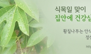 서남해안황칠협동조합, 식목일 ‘황칠나무 가꾸기’ 캠페인 실시
