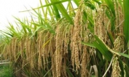 세계 최대 쌀 수출국 인도 ‘하이브리드 쌀’로 몬순 극복