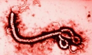 일본산 에볼라 치료제 국내 들여온다고