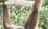 ‘흰손긴팔원숭이’ 인터넷서 산 20대女, 불구속 입건…이유가?