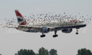 새는 왜 거대한 비행기를 피하지 못할까?