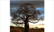 젊고 어린 피부의 비밀? ‘바오밥(baobab)’에서 찾다