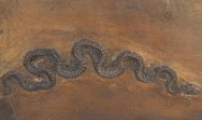 뱀의 역사가 바뀐다 ...1억6000만 년 된 뱀 화석 발견...