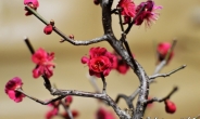 매화 꽃말 ‘선비의 품격’…‘절개ㆍ기품’을 상징