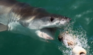 연이은 상어 공격, 서핑보드 타던 일본인 상어에 물려 사망