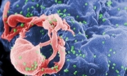 ‘에이즈 백신’ 원숭이 실험서 획기적 효과 입증 <네이처紙>